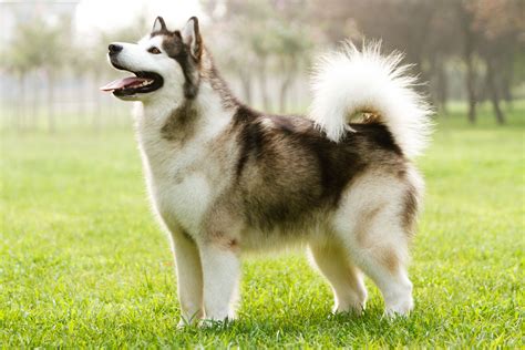 Alaskan Malamute Breed .